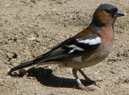 Fringilla coelebs