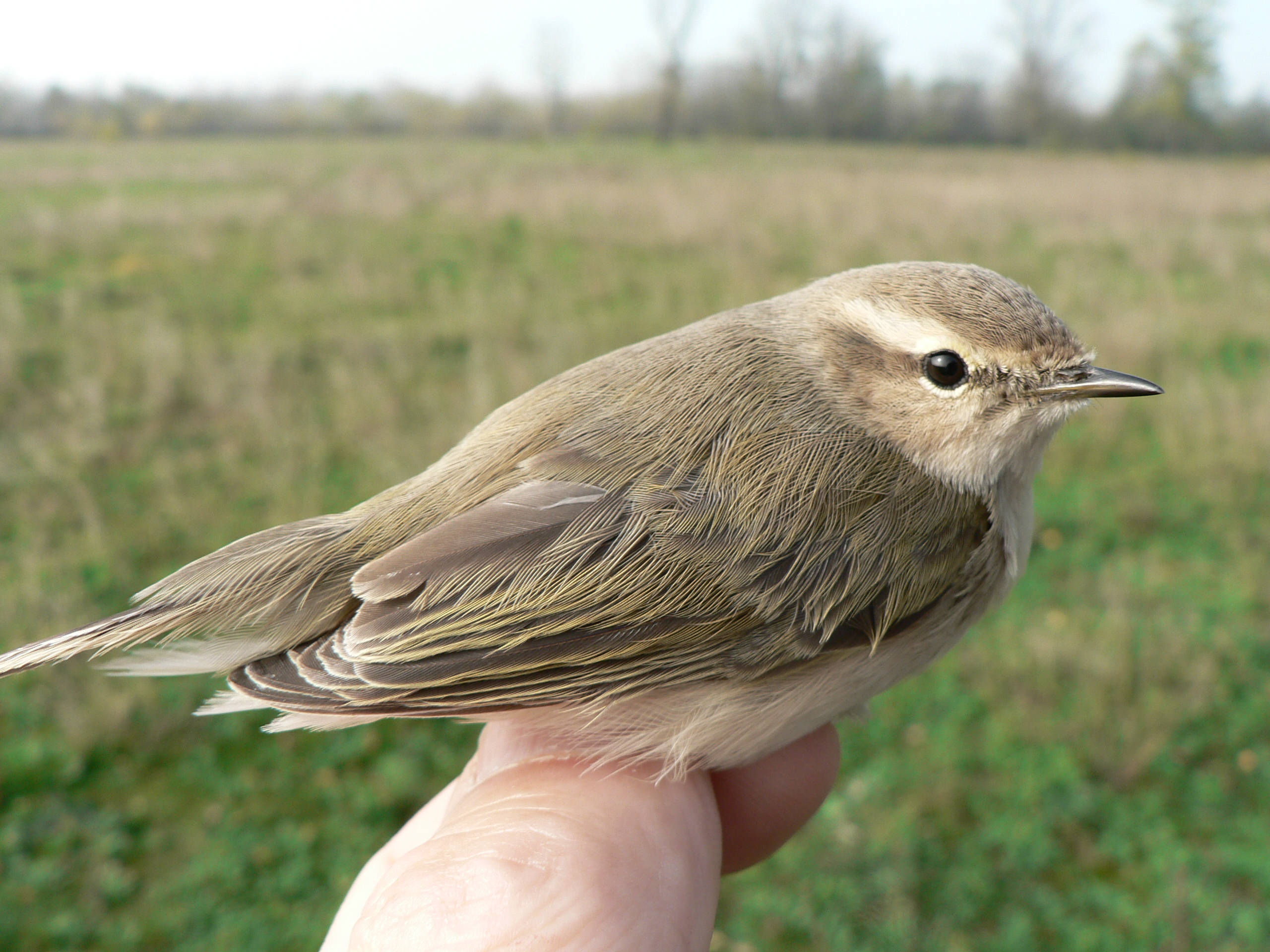 tristis