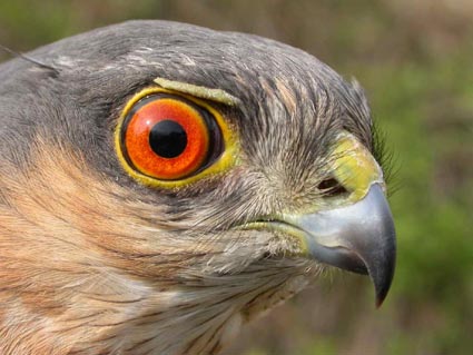Accipiter nisus