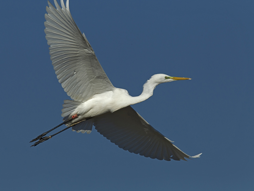 Airone Bianco Maggiore con anello colorato (Foto Michelangelo Giordano)